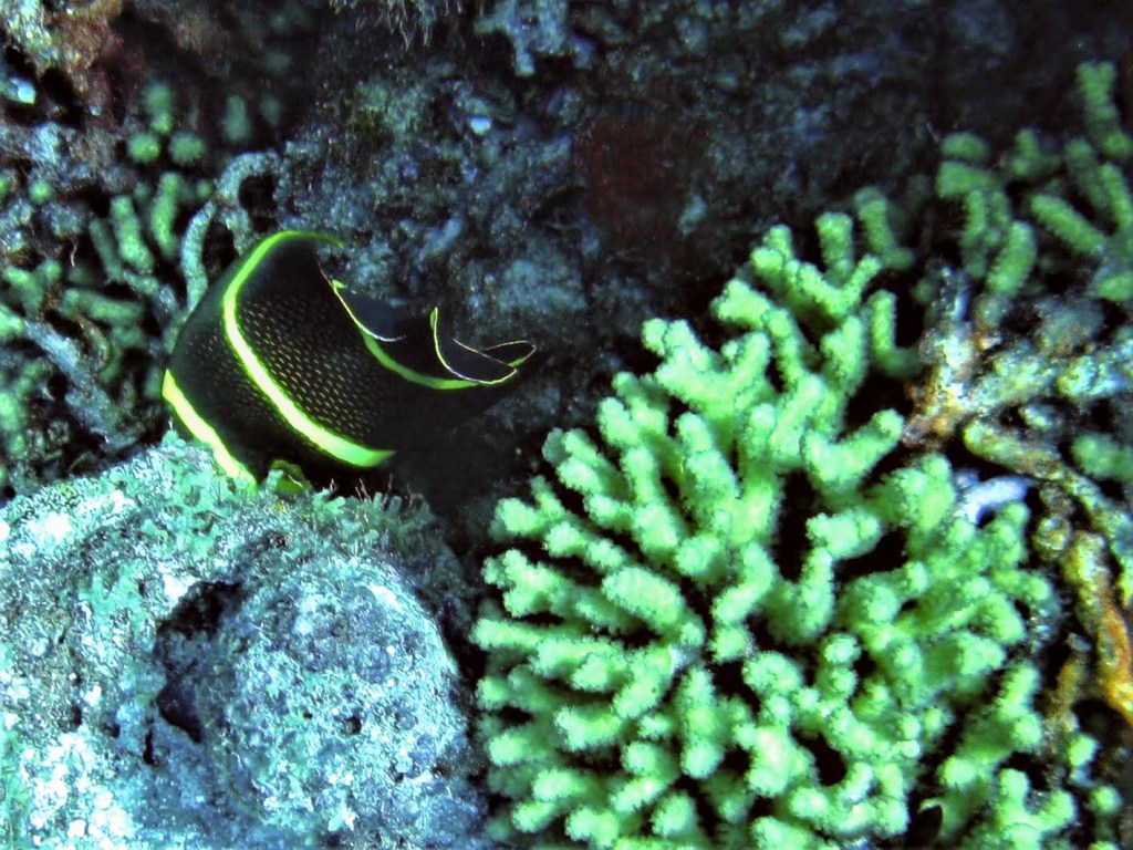 black and yellow tropical fish