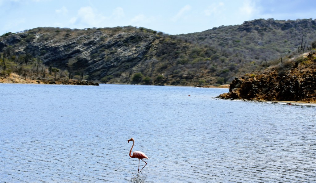 flamingo on the water