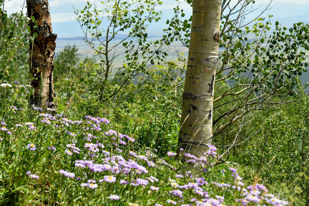 purple wild flowers along the hiking trail