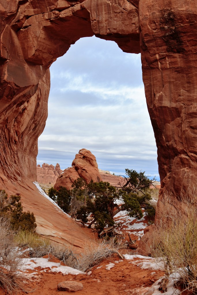 pine tree on the arch