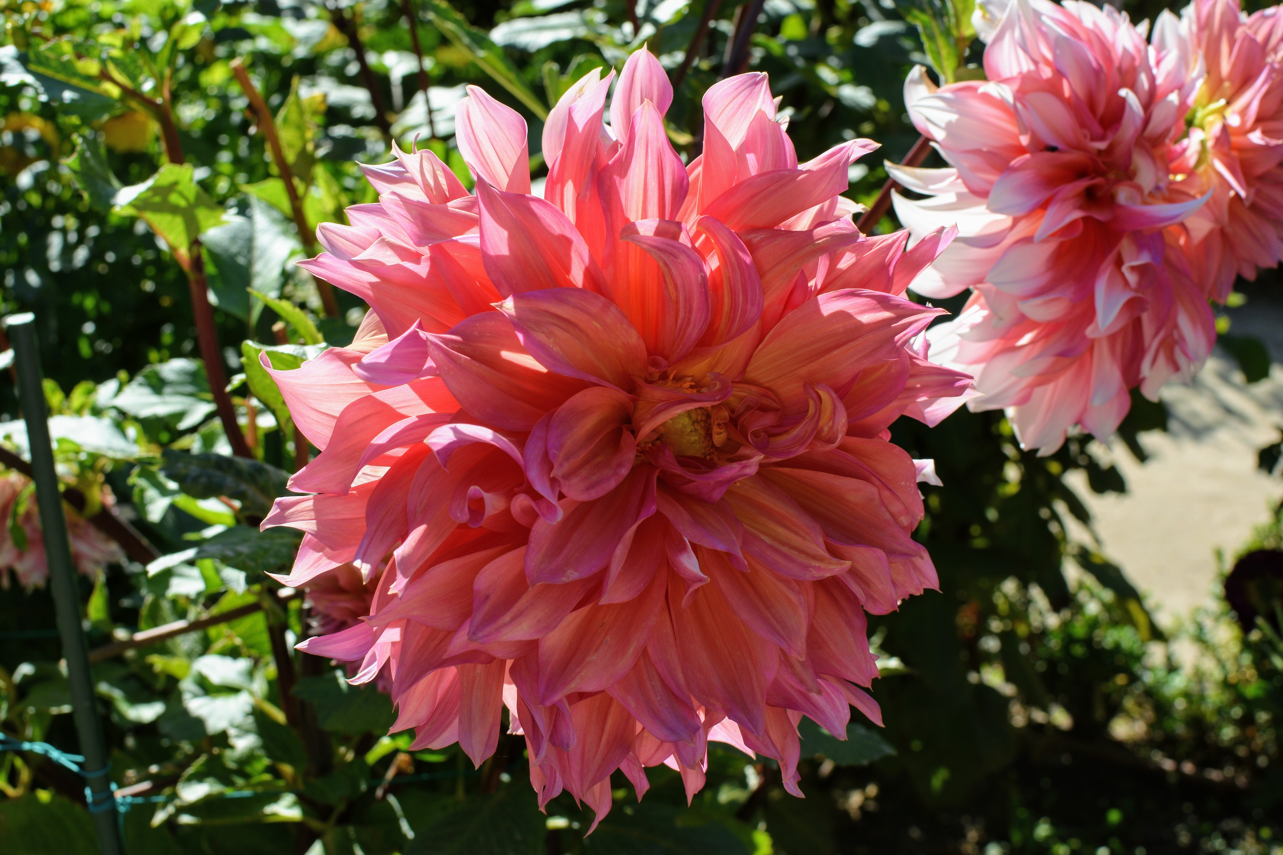 pink Dalia flowers