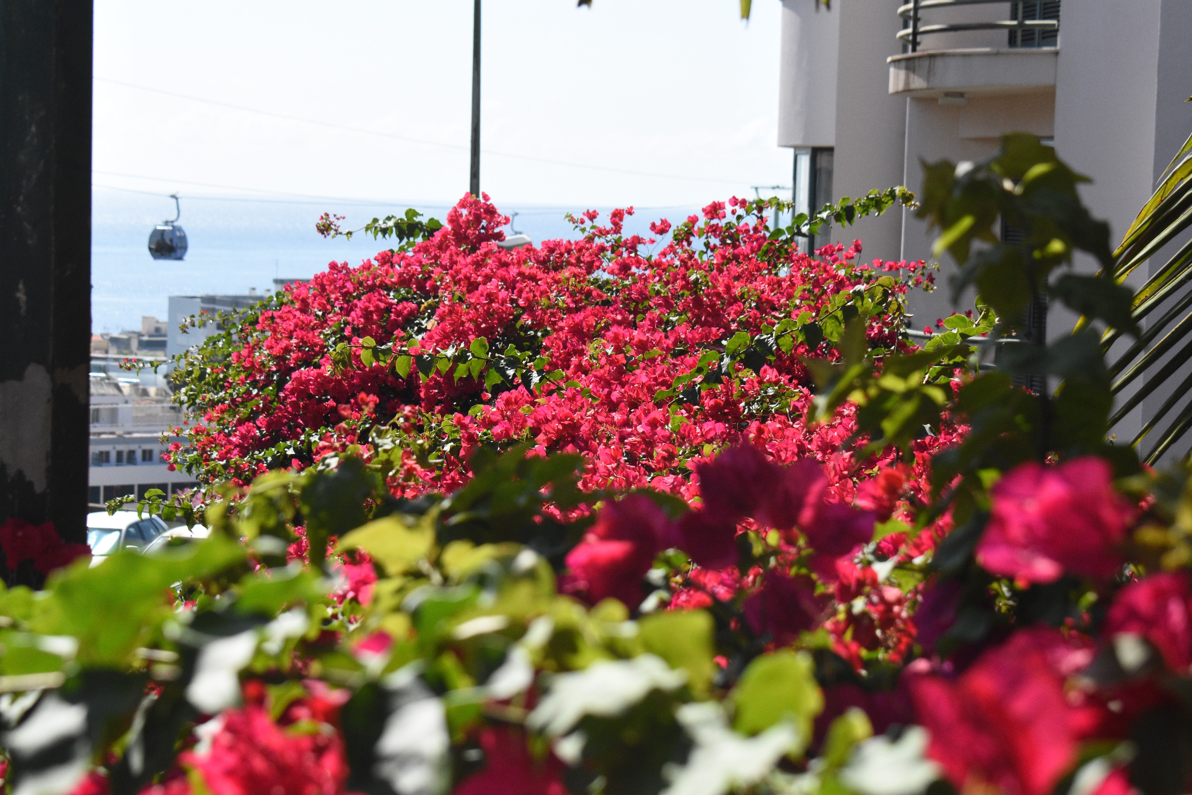 flowers and a gondola car