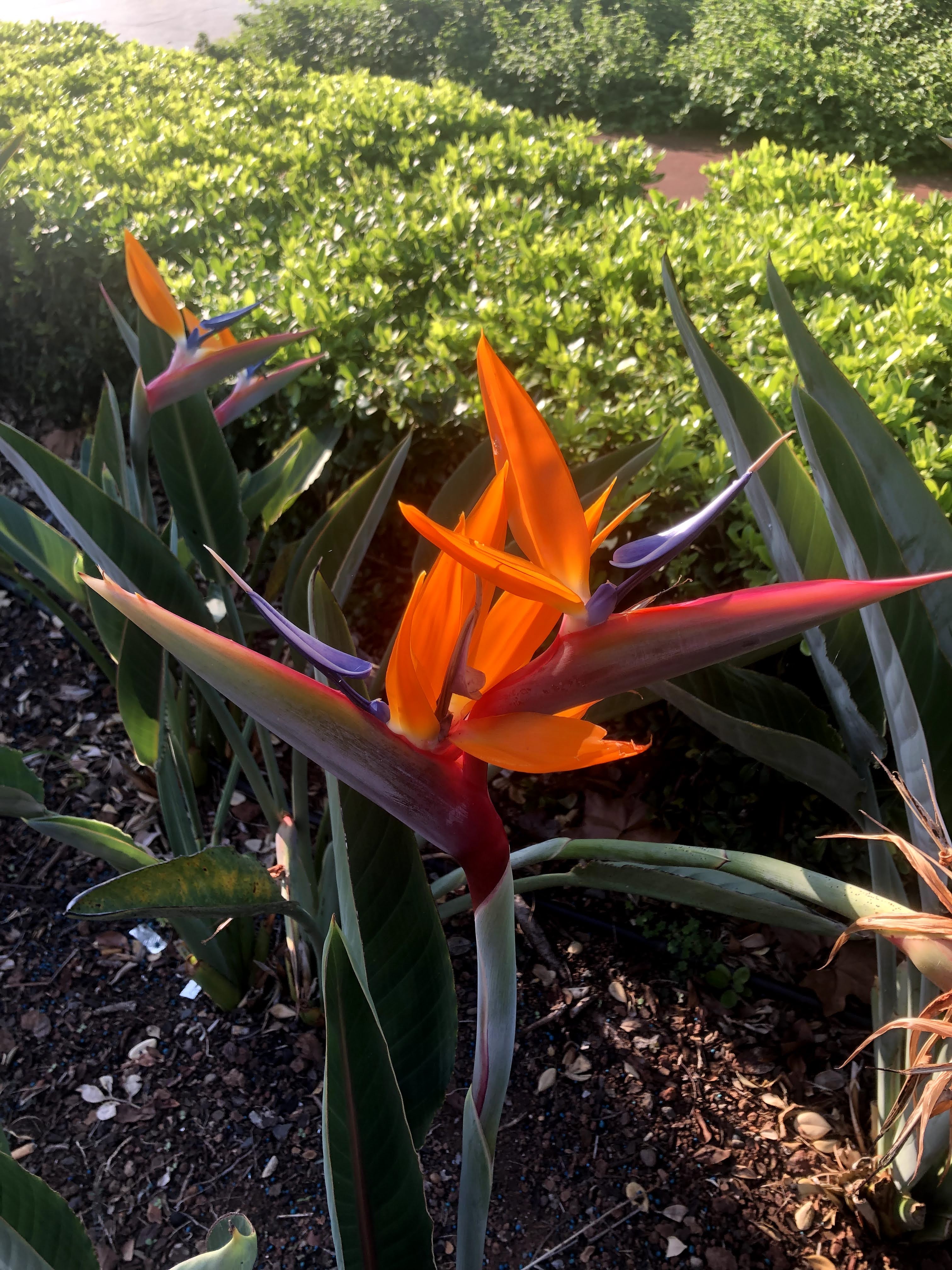 Bird of Paradise flower