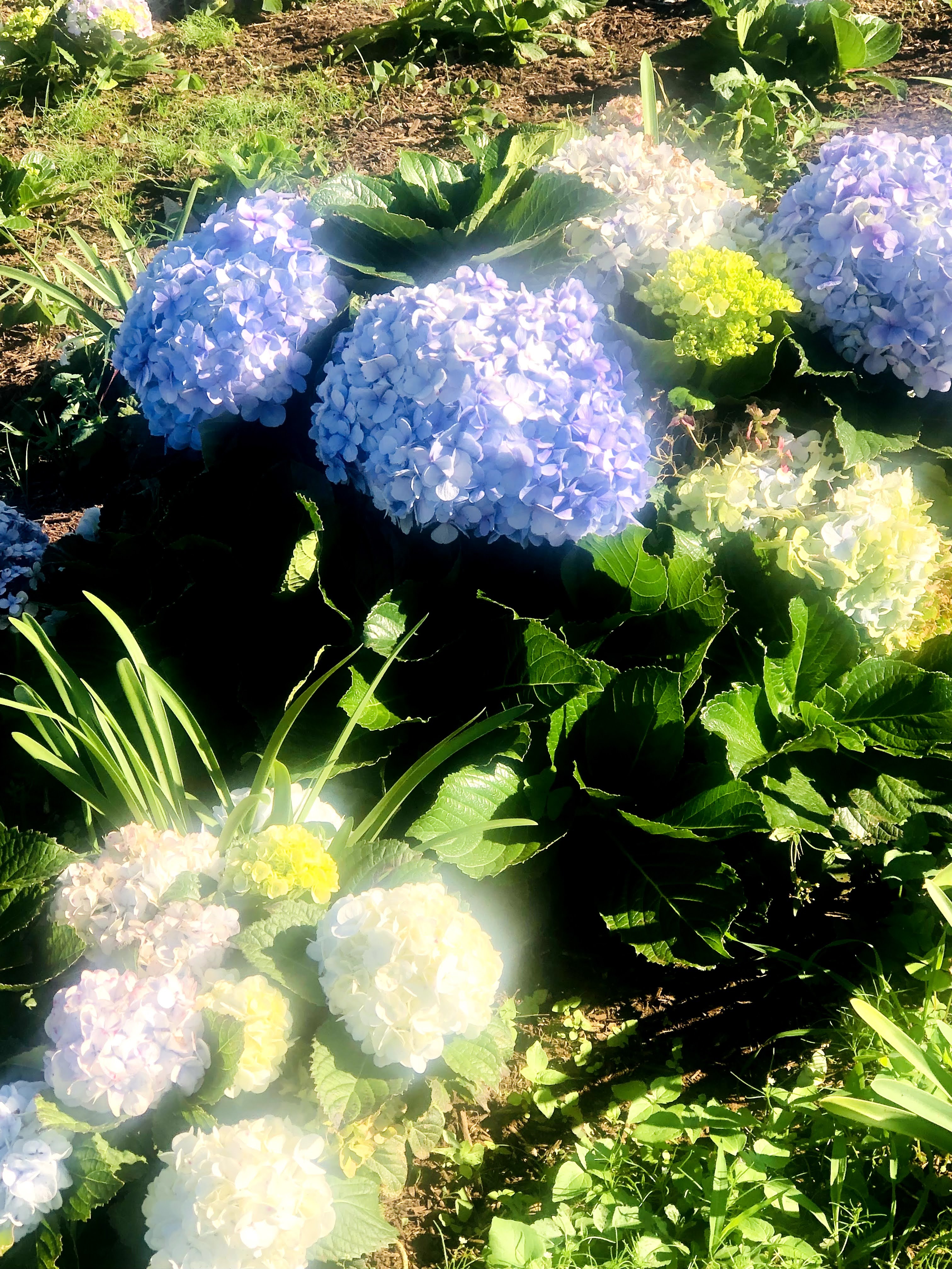 purple and white hydrageas