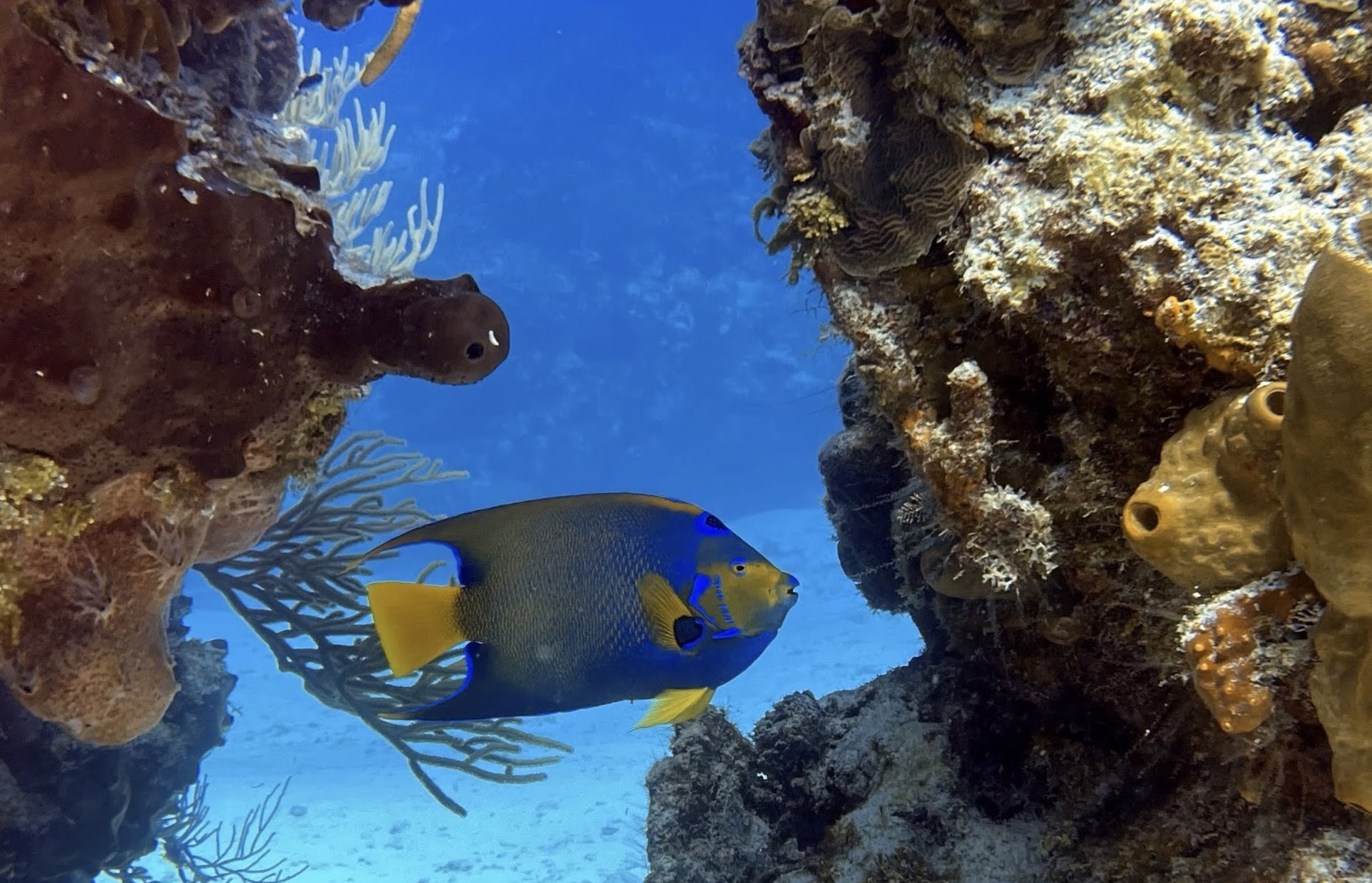 blue and yellow tropical fish