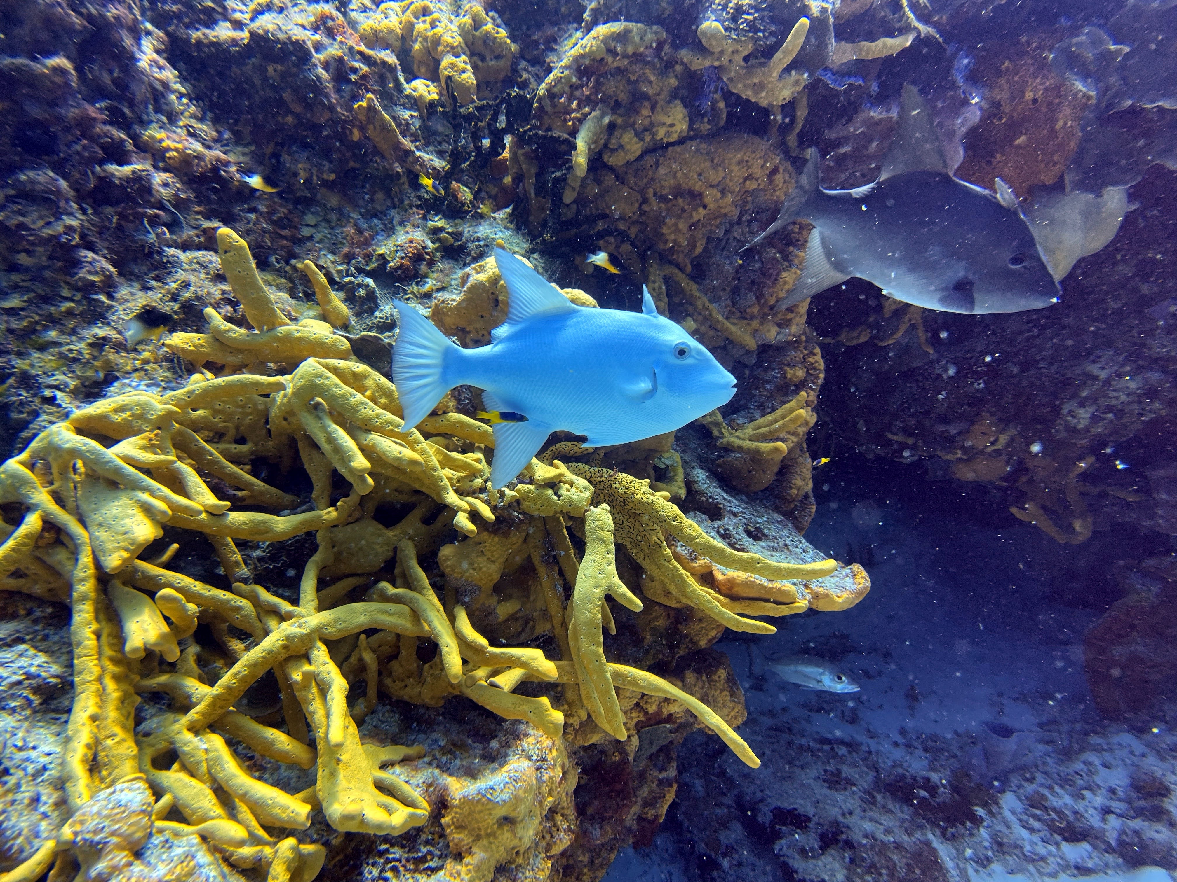light blue fish with yellow reef